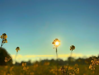 Close-up of flowering plants on field against sky during sunset