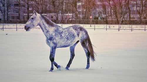 Side view of horse on field