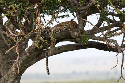 Low angle view of a tree