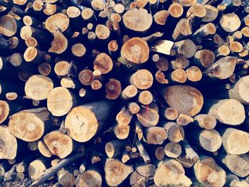 Full frame shot of logs in forest