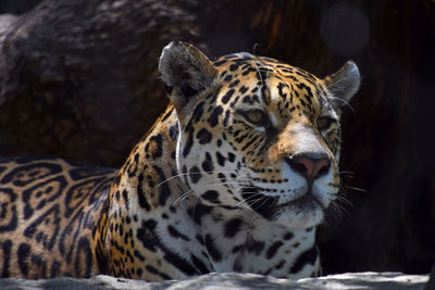 Close-up of jaguar looking away outdoors