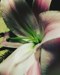 Close-up of flower blooming outdoors