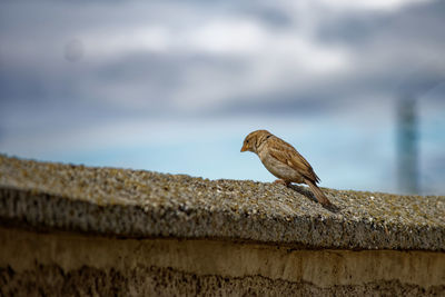 Bird perching on a wall