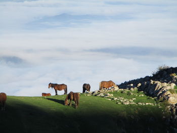 Horses grazing on hill against cloudy sky during sunny day