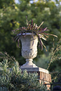 Close-up of plants