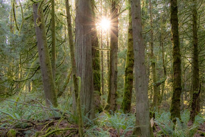 Sunlight streaming through pine trees in forest