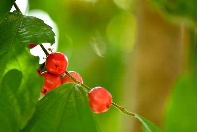 Close-up of red berries on plant