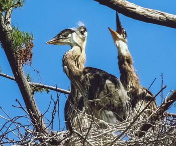 Low angle view of bird perching on tree against sky