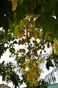 Low angle view of trees