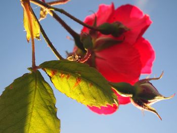 Low angle view of red flower against clear sky