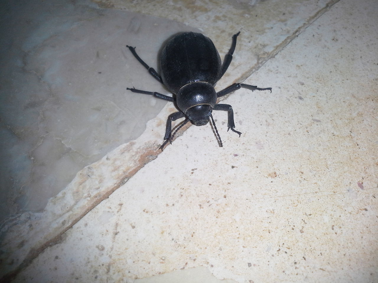 one animal, insect, animal themes, indoors, high angle view, wall - building feature, animals in the wild, close-up, wildlife, full length, day, no people, black color, spider, transportation, nature, shadow, mode of transport, wall