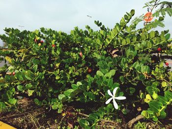 Plants growing on field against sky