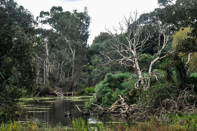 Scenic view of river with trees in background