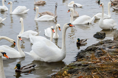 Wild swans, geese and ducks swim by the shore, prague, czech republic