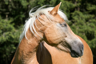 Close-up of horse