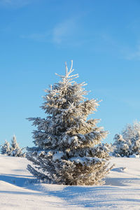 Snow covered trees on field against blue sky