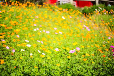 Scenic view of flowering plants on field