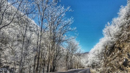 Low angle view of trees against sky