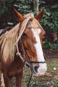 Close-up of a horse on field