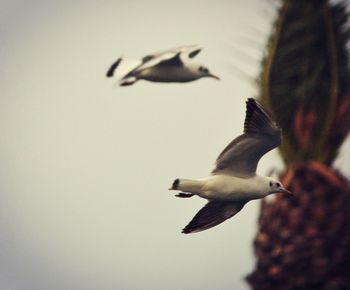 Low angle view of seagull flying against clear sky