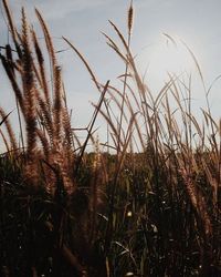 Plants growing on field