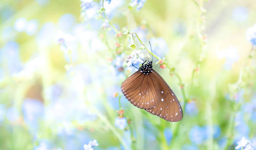 Butterfly pollinating flower