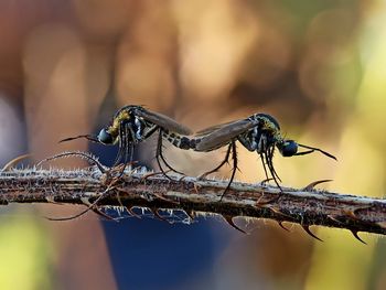 Toxophora mating