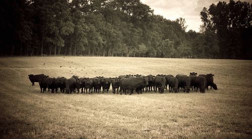 Cows grazing on field