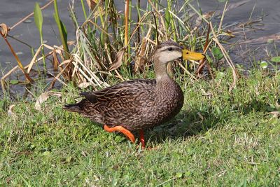 Mallard duck on field