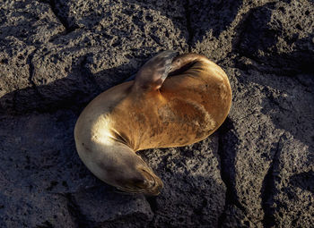 High angle view of sea lion