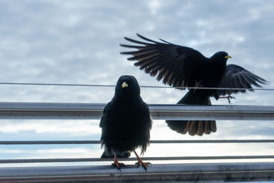 Birds perching on railing against sky