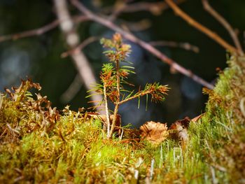 Close-up of plant on field