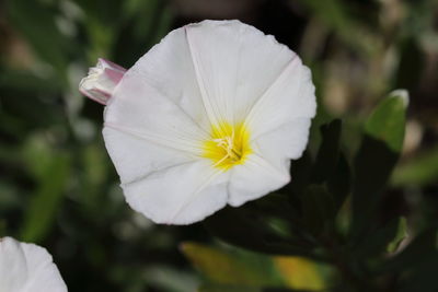 Close-up of white flowering plant