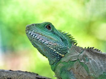 Close-up of a lizard