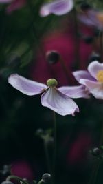 Close-up of flower blooming outdoors