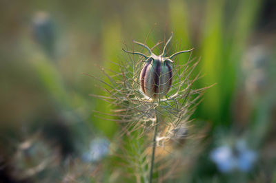 Close-up of insect on plant