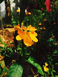 Close-up of yellow flowers blooming outdoors