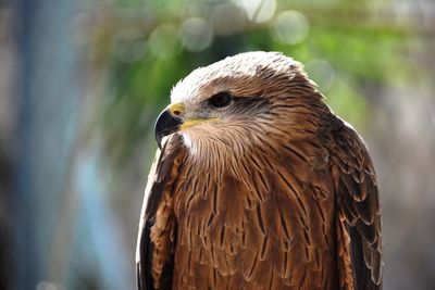 Close-up of eagle against blurred background