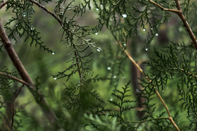 Close-up of wet pine tree branch in forest