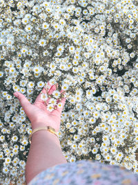 High angle view of woman hand by flowering plants