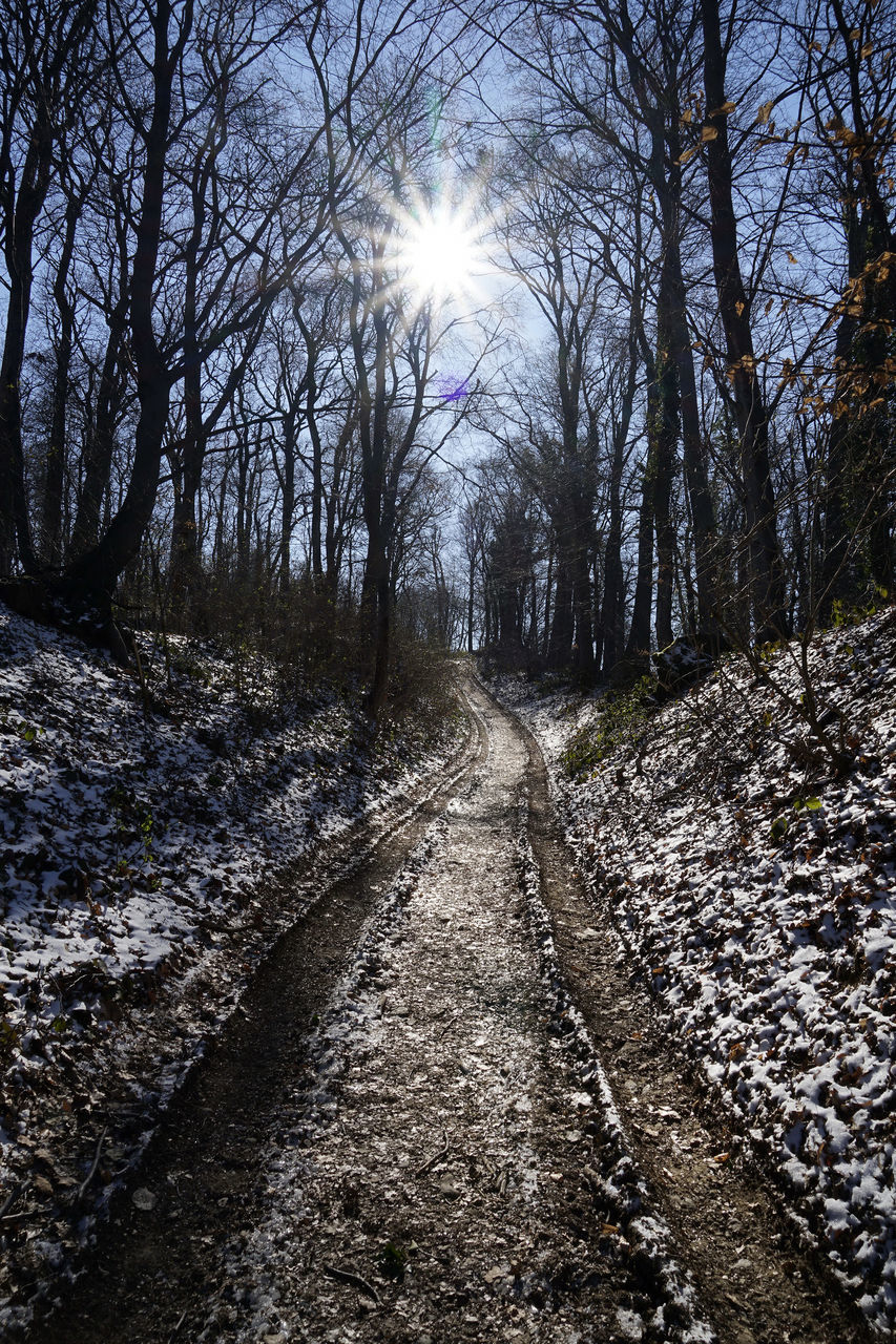 ROAD AMIDST TREES IN FOREST