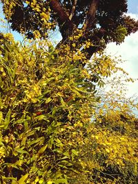 Yellow tree against sky