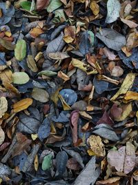 Full frame shot of dried leaves on field
