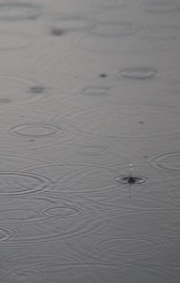 High angle view of bird flying over lake