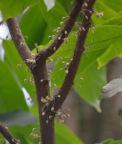 Close-up of lizard on tree