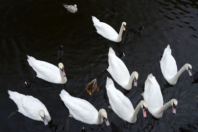 High angle view of swans and ducks swimming in lake 