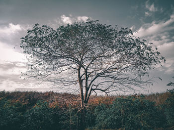 Bare tree on field against sky