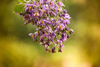 Close-up of purple flowering plant