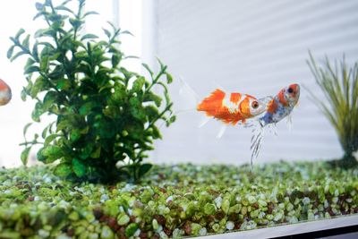 Close-up of orange fish in glass