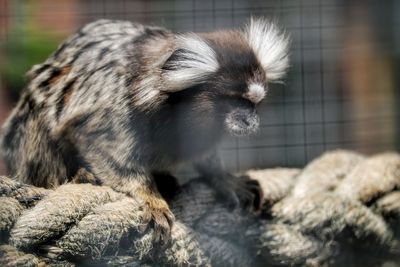 Close-up of a rabbit